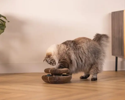 Katzen Kratzspielzeug